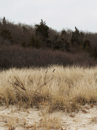 Photo of dry grass in various shades on a beach in winter