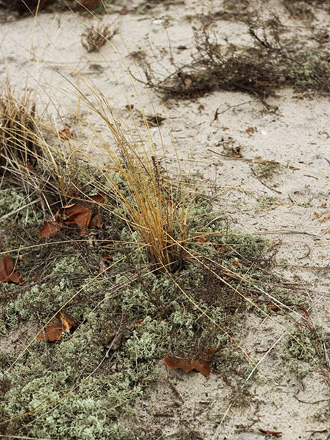 Photo of a small patch of yellow grass on a beach in winter