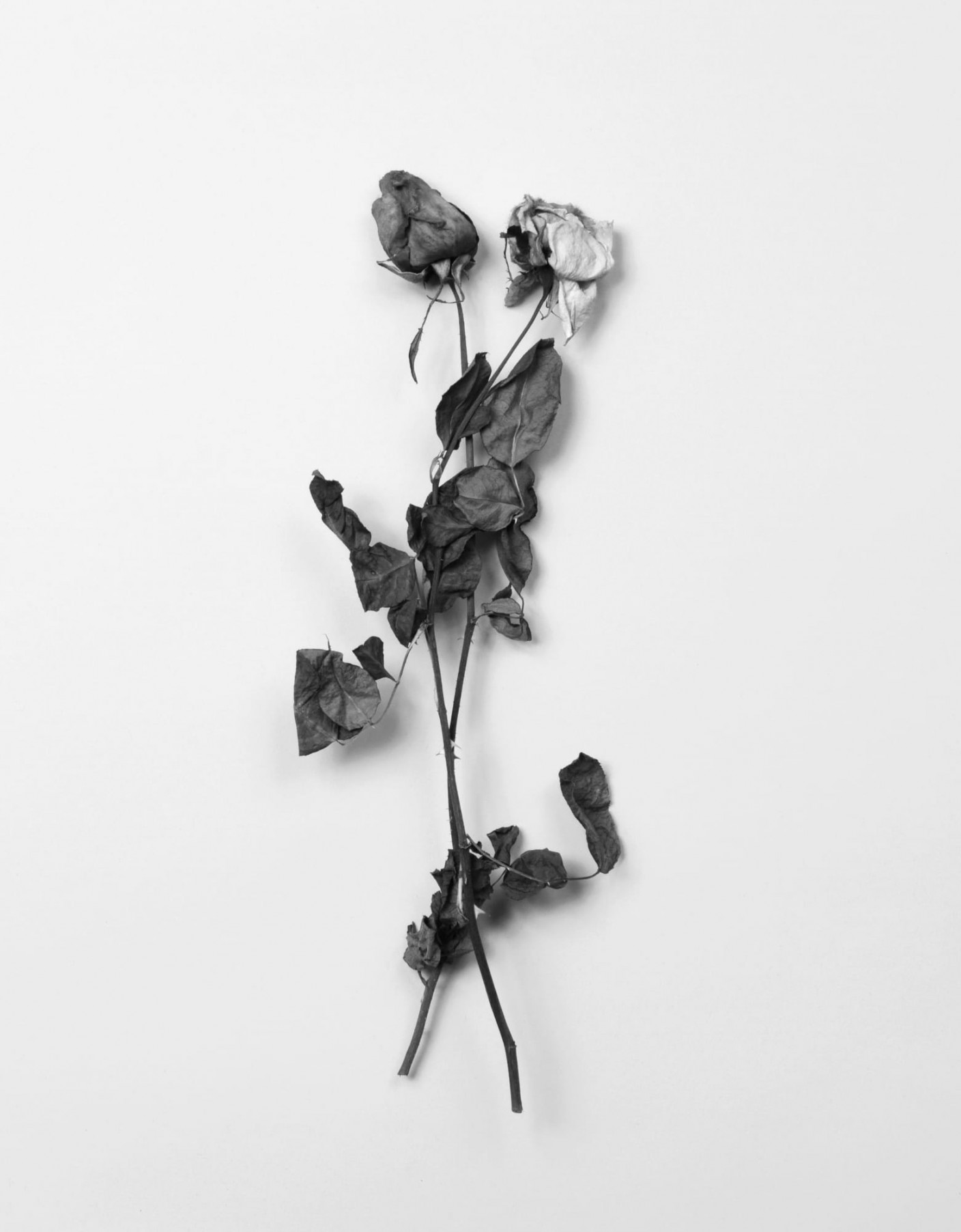 Two dried flowers, intertwined