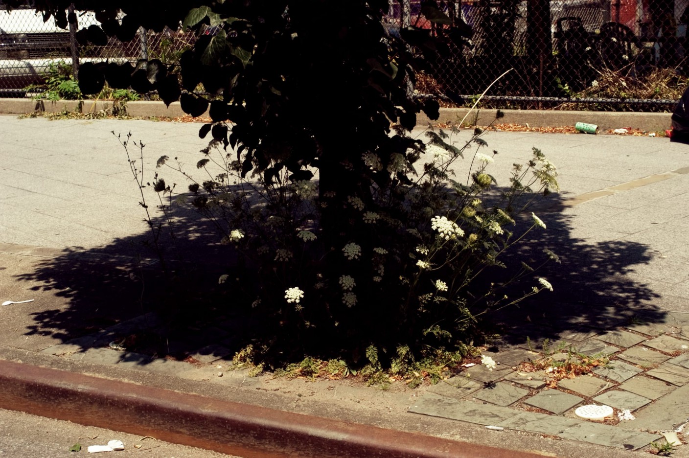 A street tree with a dark shadow casting on itself and small white flowers at the base